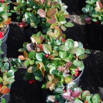 Gautheria procumbens (Wintergreen)